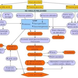 Map diabetes concept type mellitus