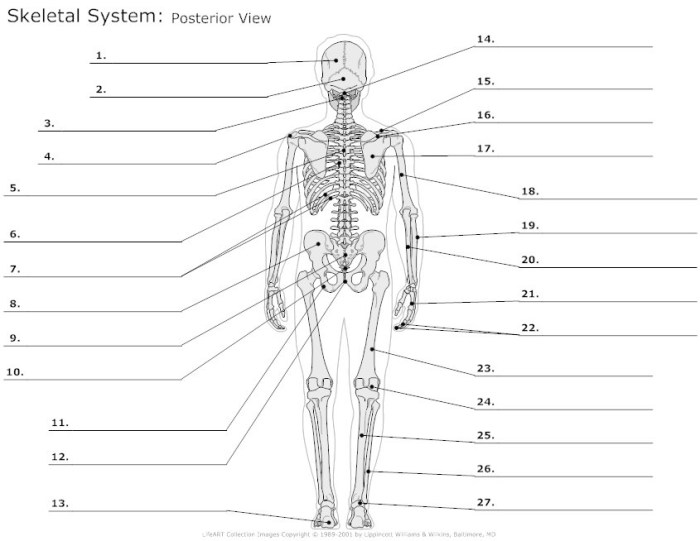 Fill in the blanks in the skeletal diagram