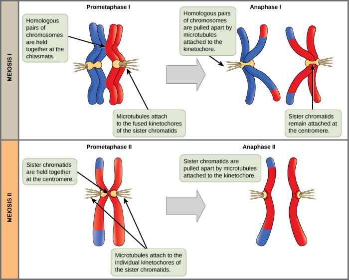 Chromosomes come in them nyt