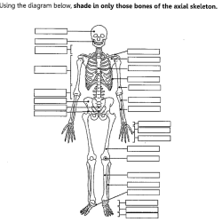 Fill in the blanks in the skeletal diagram