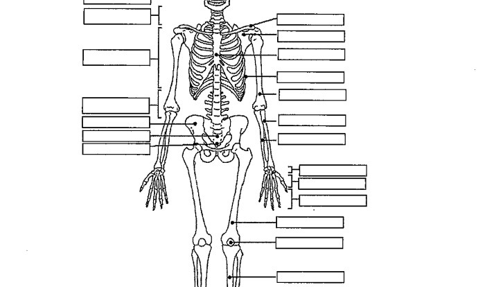 Fill in the blanks in the skeletal diagram