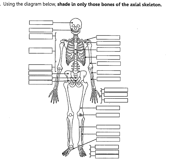 Fill in the blanks in the skeletal diagram