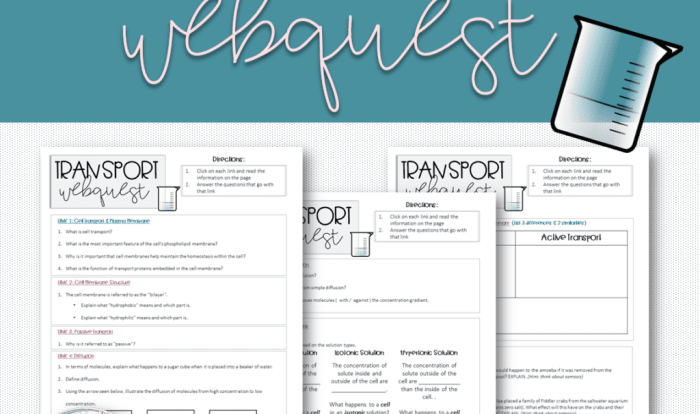 Cell transport webquest answer key