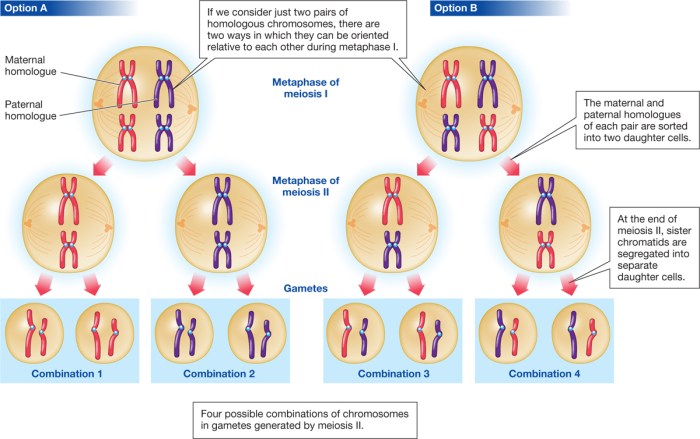 Chromosomes