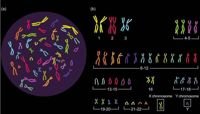 Chromosomes come in them nyt