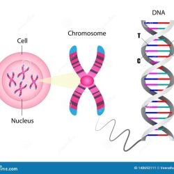 Chromosome revelations interesting chromosomes