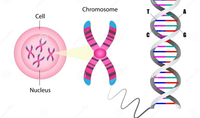 Chromosome revelations interesting chromosomes