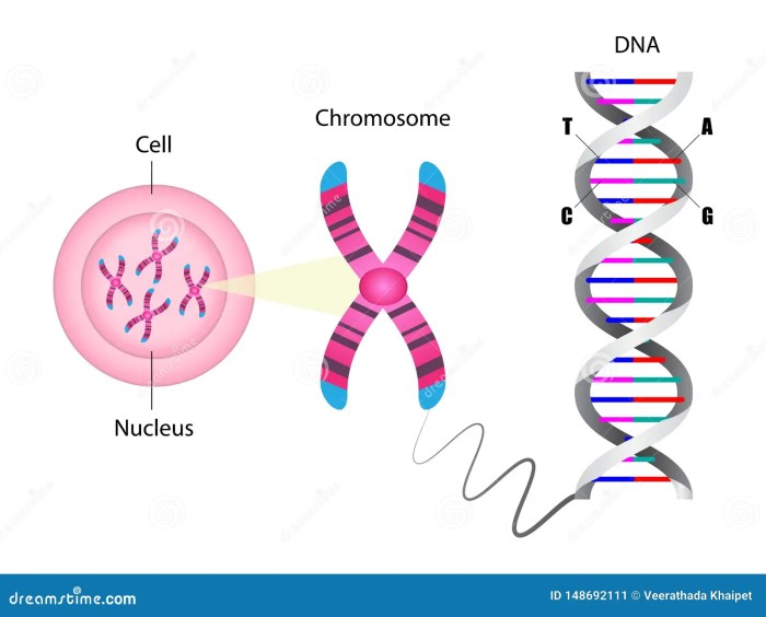 Chromosome revelations interesting chromosomes