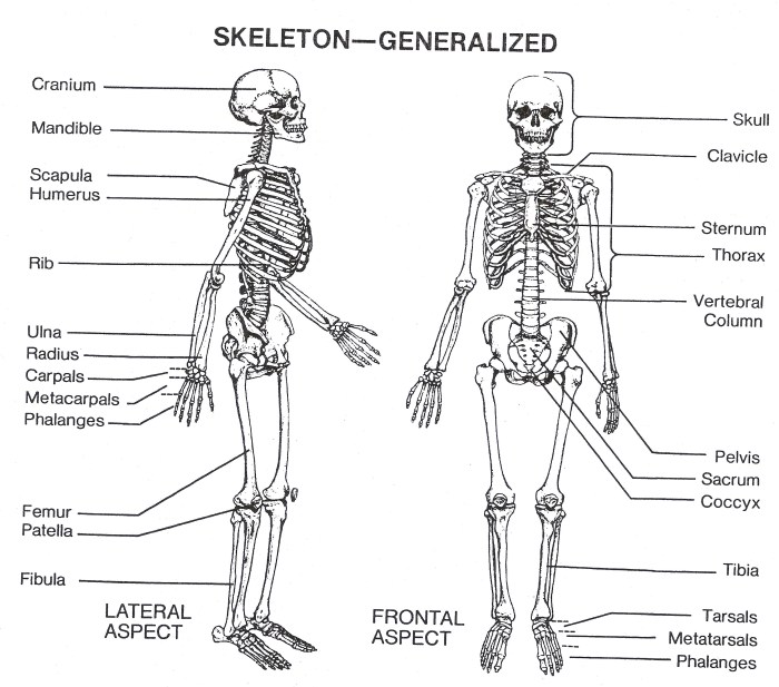 Fill in the blanks in the skeletal diagram