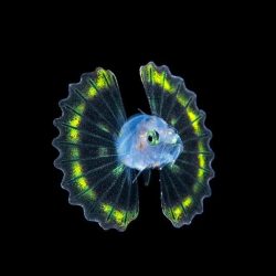 Hhmi lionfish invasion answer key