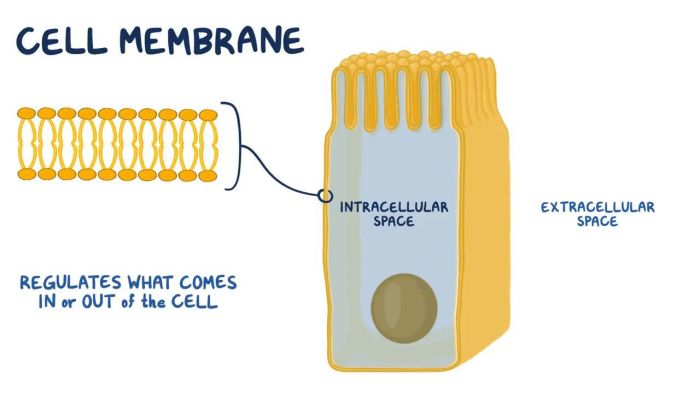 Cell transport webquest answer key