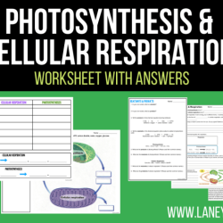 Photosynthesis and cellular respiration worksheet pdf