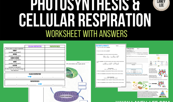 Photosynthesis and cellular respiration worksheet pdf