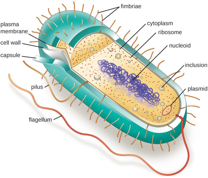 Cell prokaryotic cells prokaryote theory illustration endosymbiosis endosymbiotic detail click