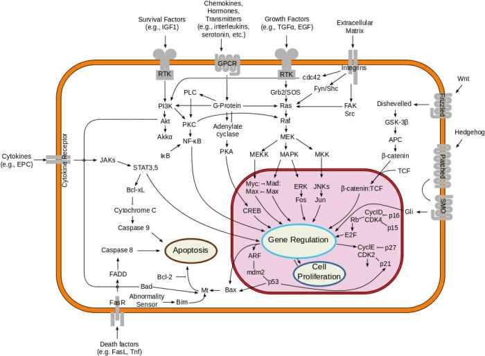 Signal transduction pathways pogil answer key