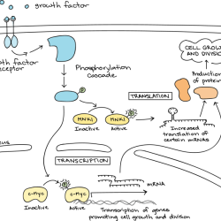 Signal transduction pathways pogil answer key