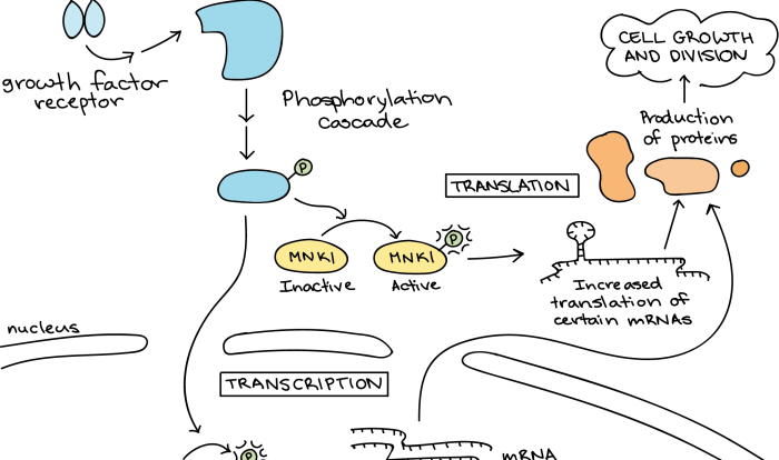 Signal transduction pathways pogil answer key