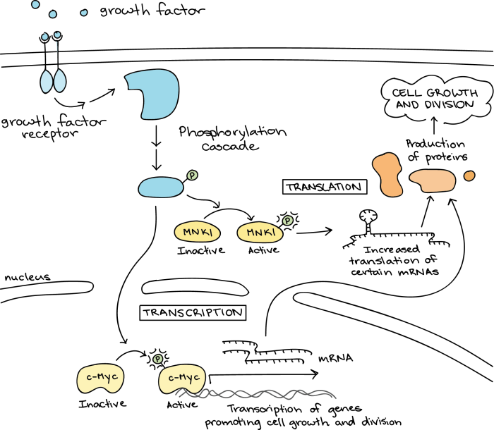 Signal transduction pathways pogil answer key