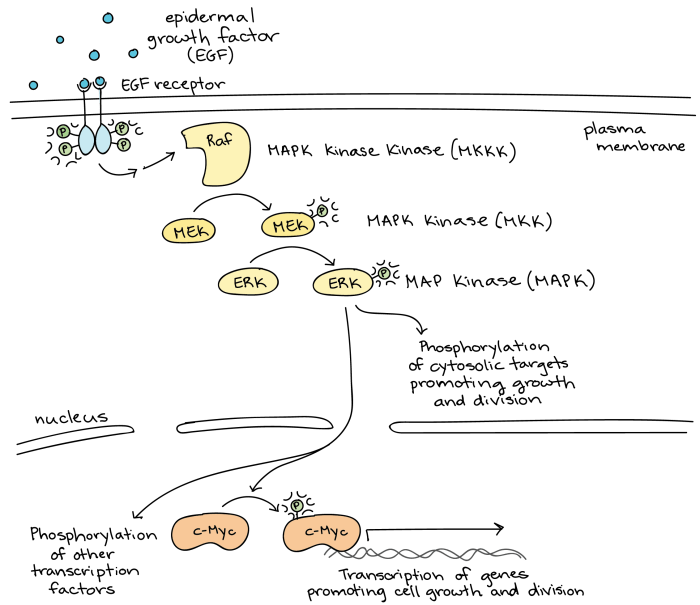 Signal transduction pathways pogil answer key