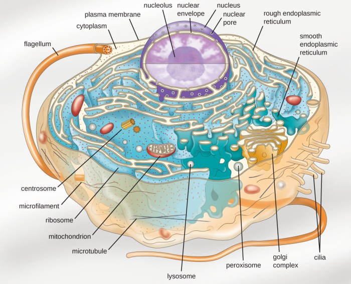 Learning through art: structures of a prokaryotic cell