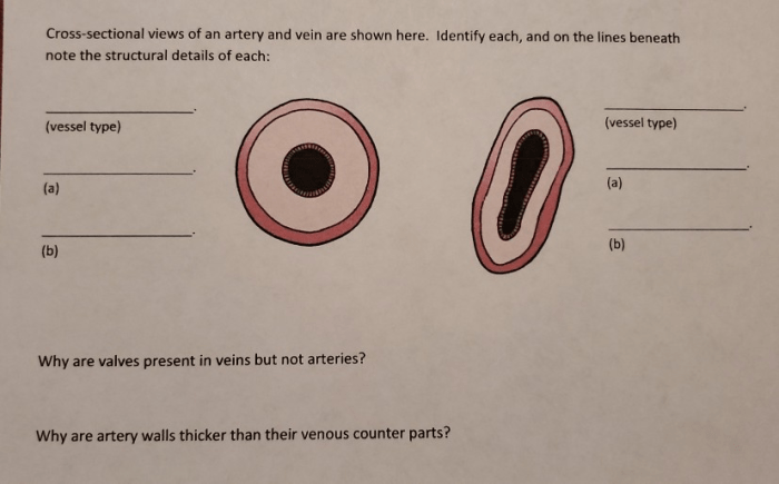 Cross sectional views of an artery and of a vein