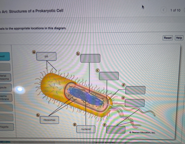 Learning through art: structures of a prokaryotic cell