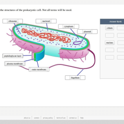 Prokaryotic cell cells bacteria prokaryotes worksheet labels answers eukaryotic diagram structure typical biology prokaryote libretexts bacterial simple origin earth organisms