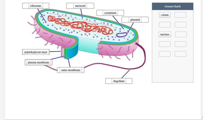 Prokaryotic cell cells bacteria prokaryotes worksheet labels answers eukaryotic diagram structure typical biology prokaryote libretexts bacterial simple origin earth organisms