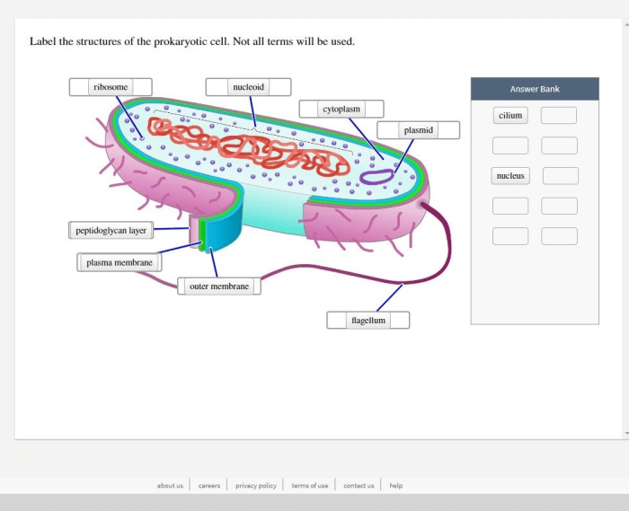 Prokaryotic cell cells bacteria prokaryotes worksheet labels answers eukaryotic diagram structure typical biology prokaryote libretexts bacterial simple origin earth organisms