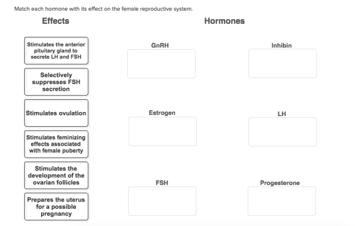 Match each hormone with its effect on pregnancy